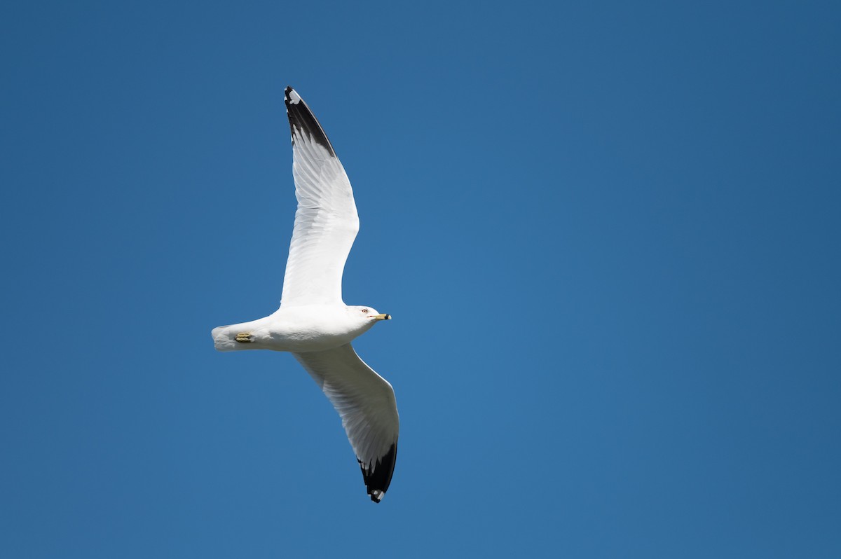 Ring-billed Gull - ML212866491