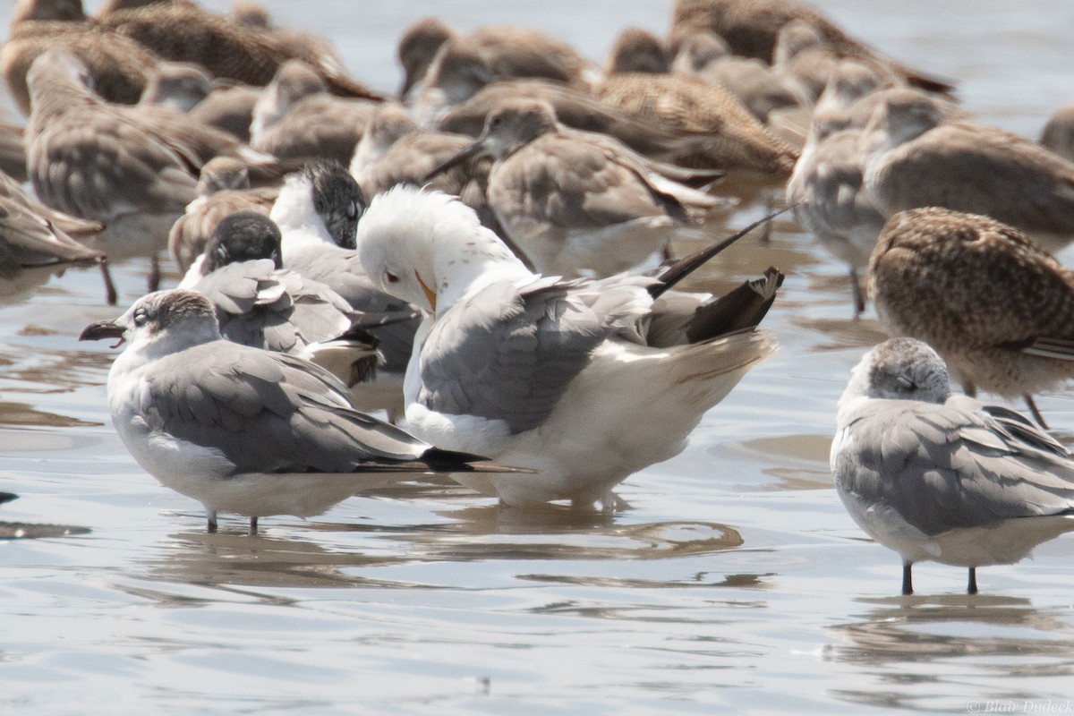 California Gull - ML212868831