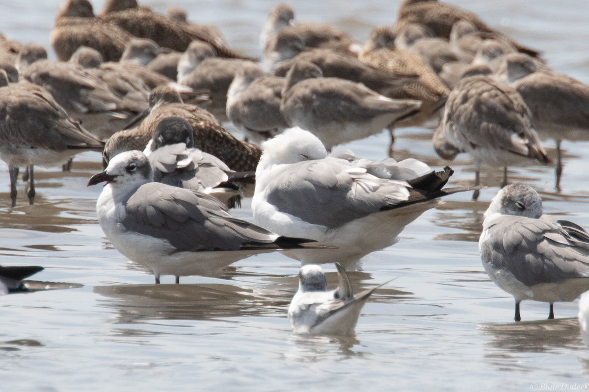 California Gull - ML212868841