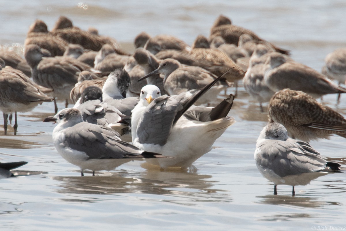 California Gull - ML212868851