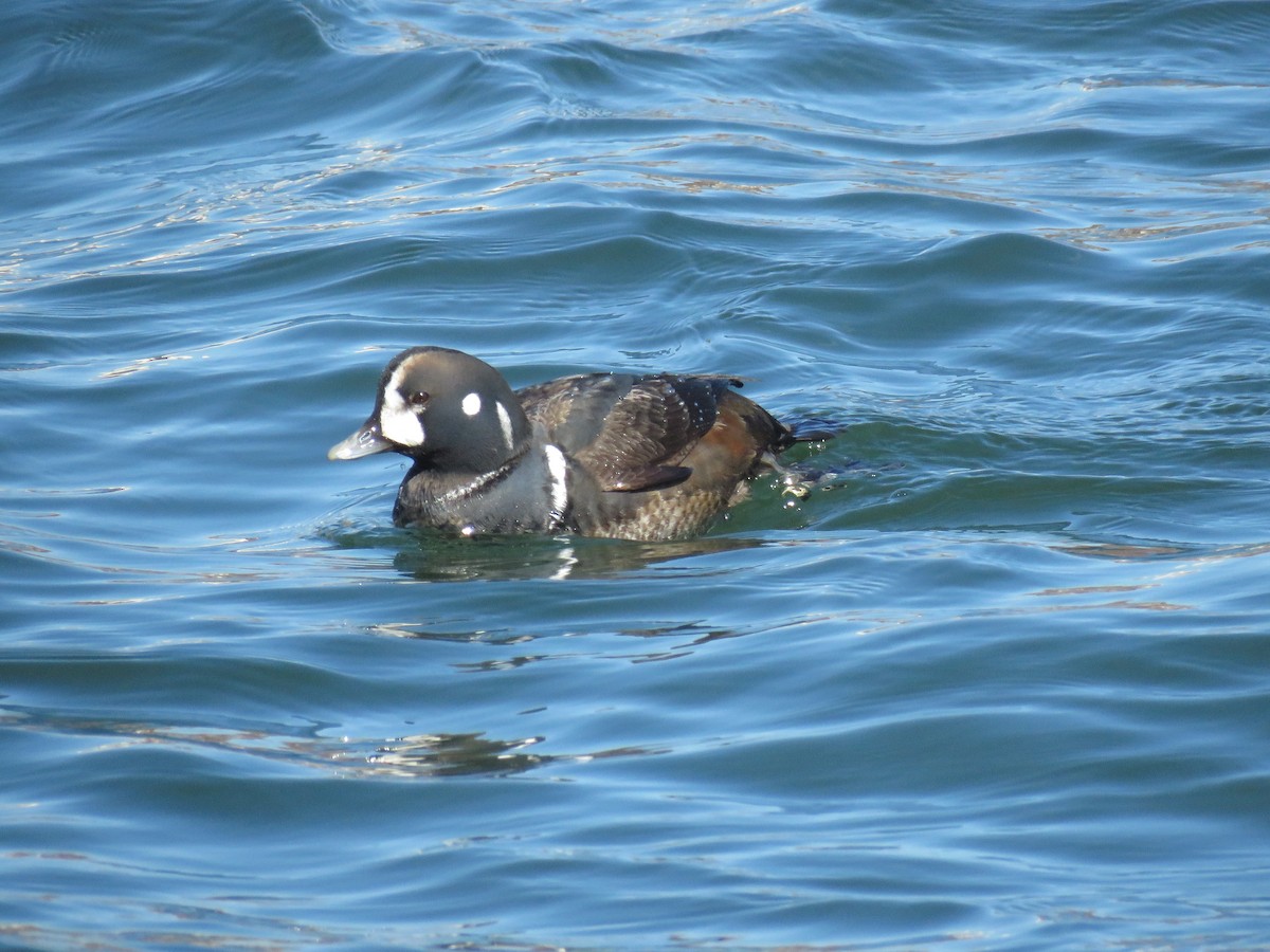 Harlequin Duck - Heydi Lopes