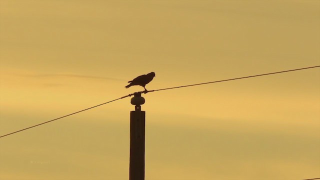 Harris's Hawk - ML212869541