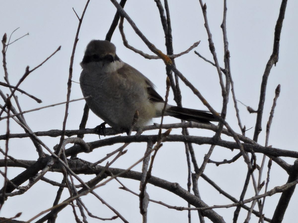 Northern Shrike - ML212869581