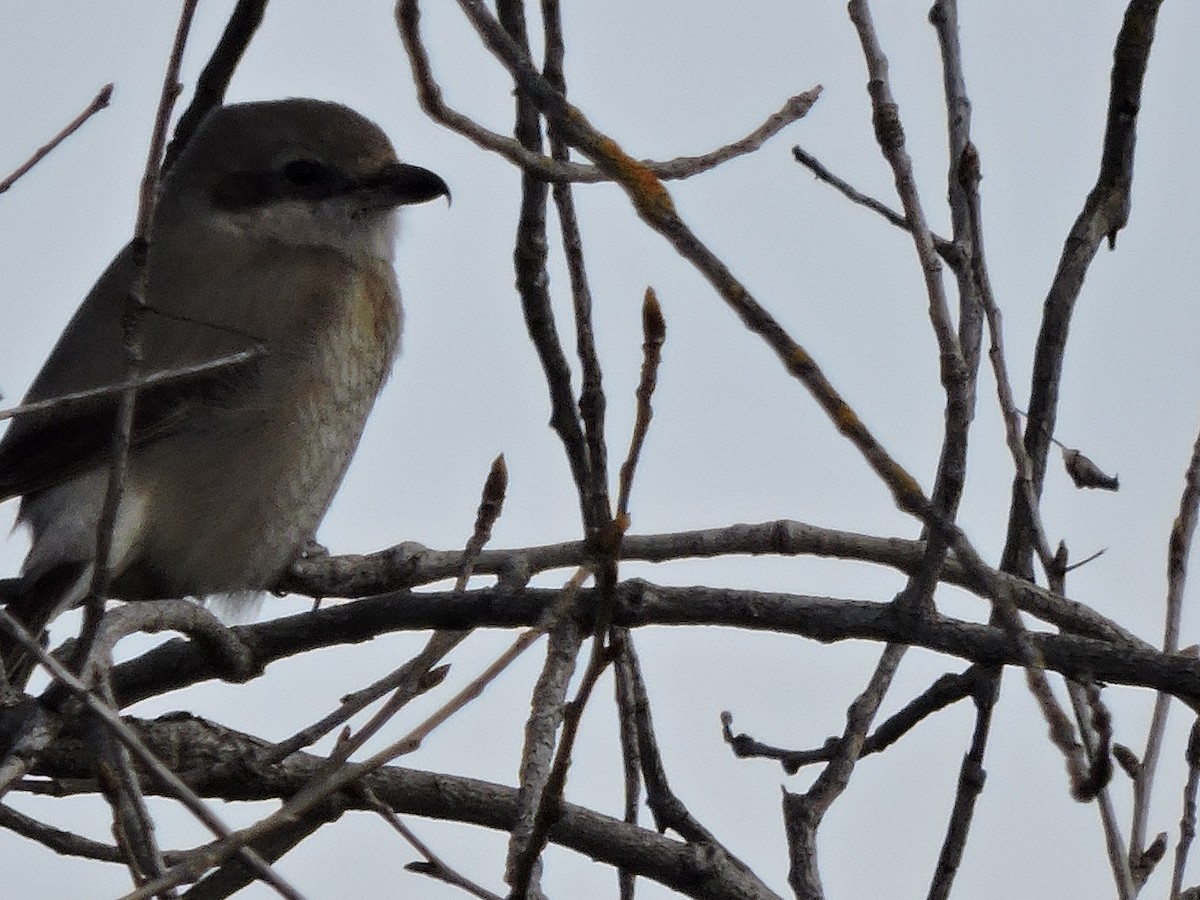 Northern Shrike - ML212869951