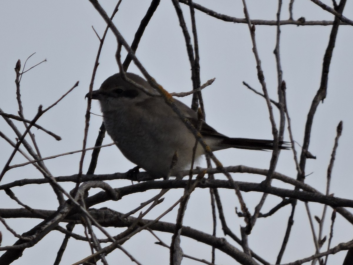 Northern Shrike - ML212870351