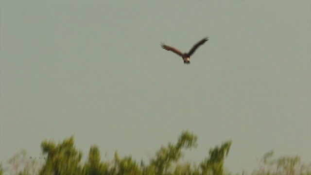 Harris's Hawk - ML212870711