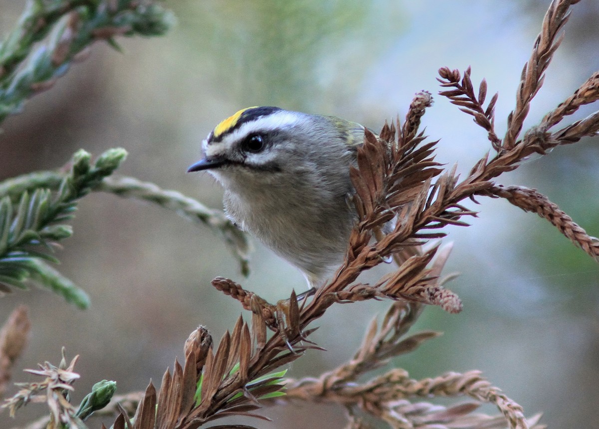 Golden-crowned Kinglet - ML21287111