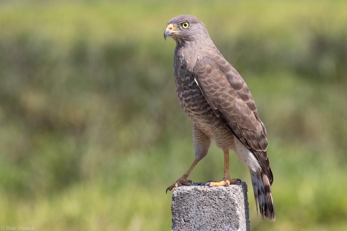 Roadside Hawk - ML212871151