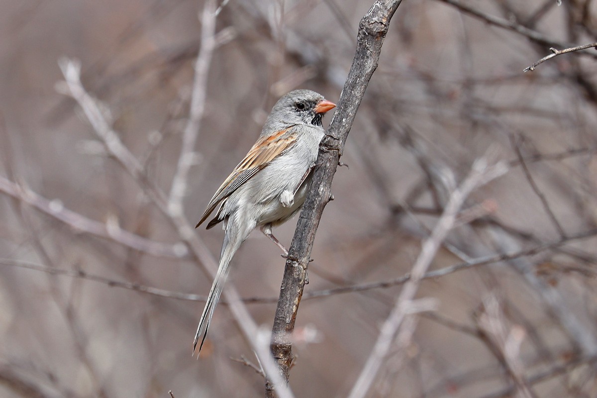 Black-chinned Sparrow - ML212872091