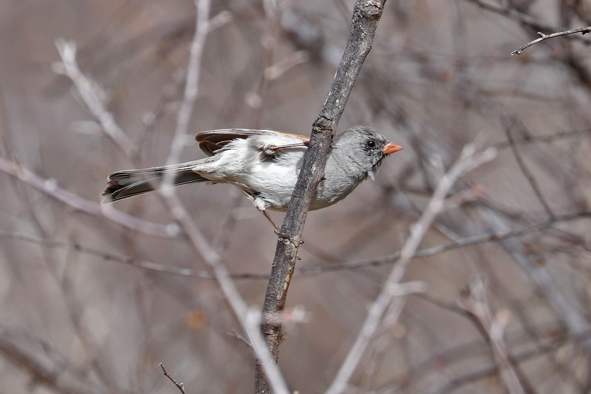 Black-chinned Sparrow - ML212872181