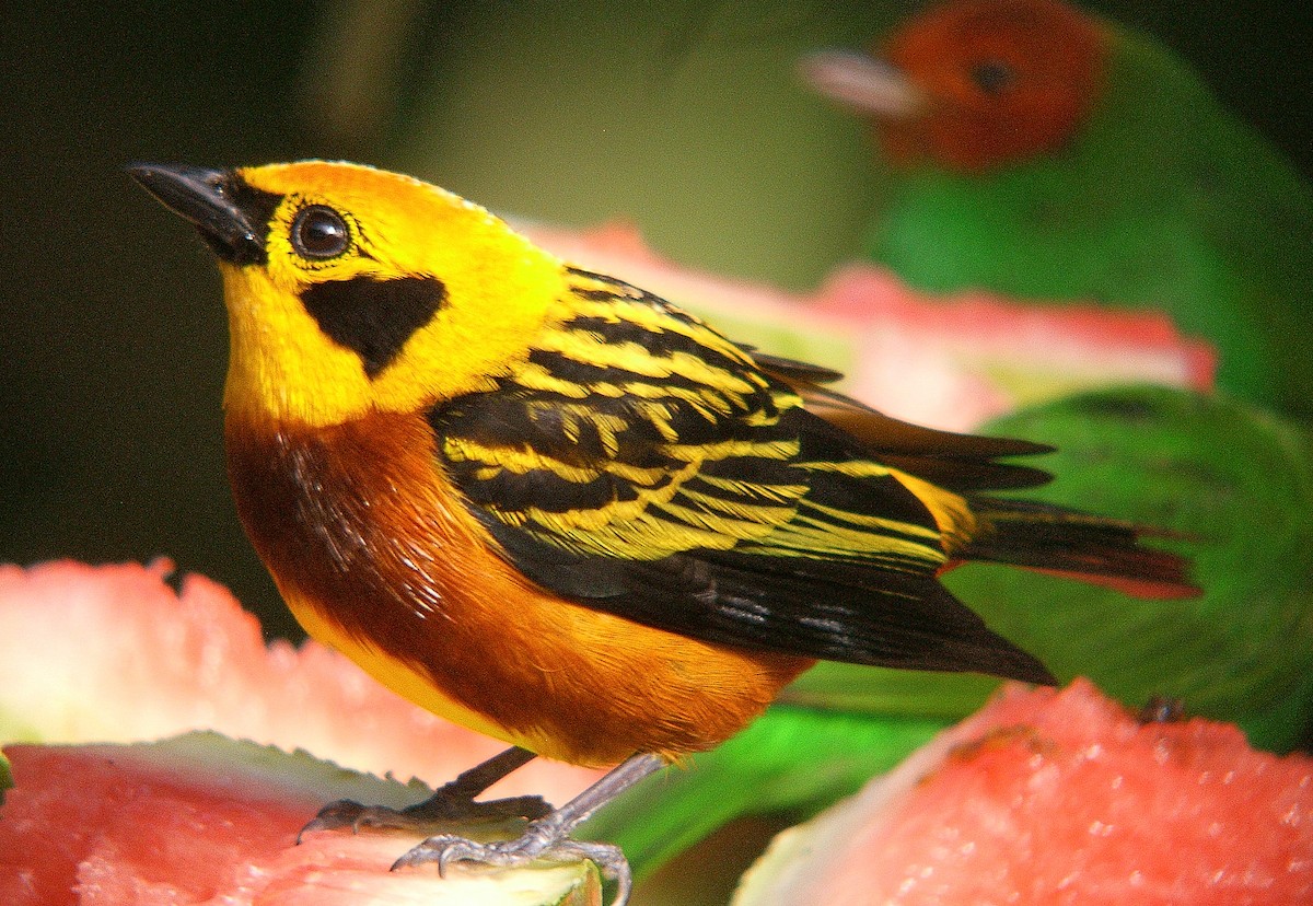 Golden Tanager - ML212872421