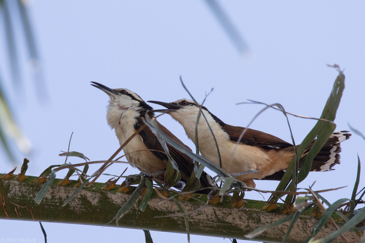 Giant Wren - Blair Dudeck