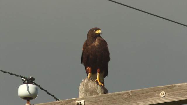 Harris's Hawk - ML212873531