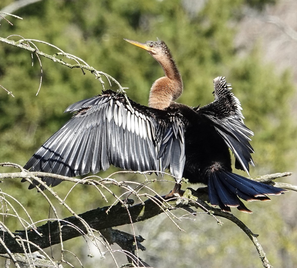 Anhinga - Kathleen Horn