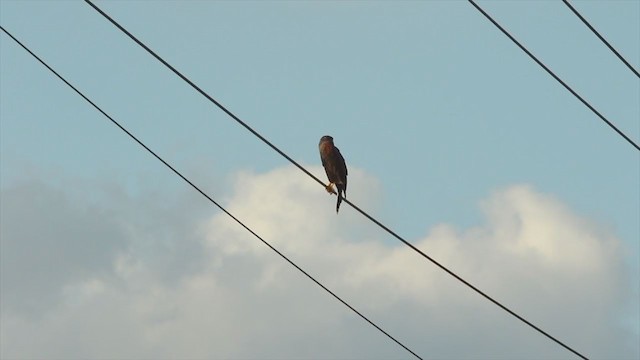 Harris's Hawk - ML212877121