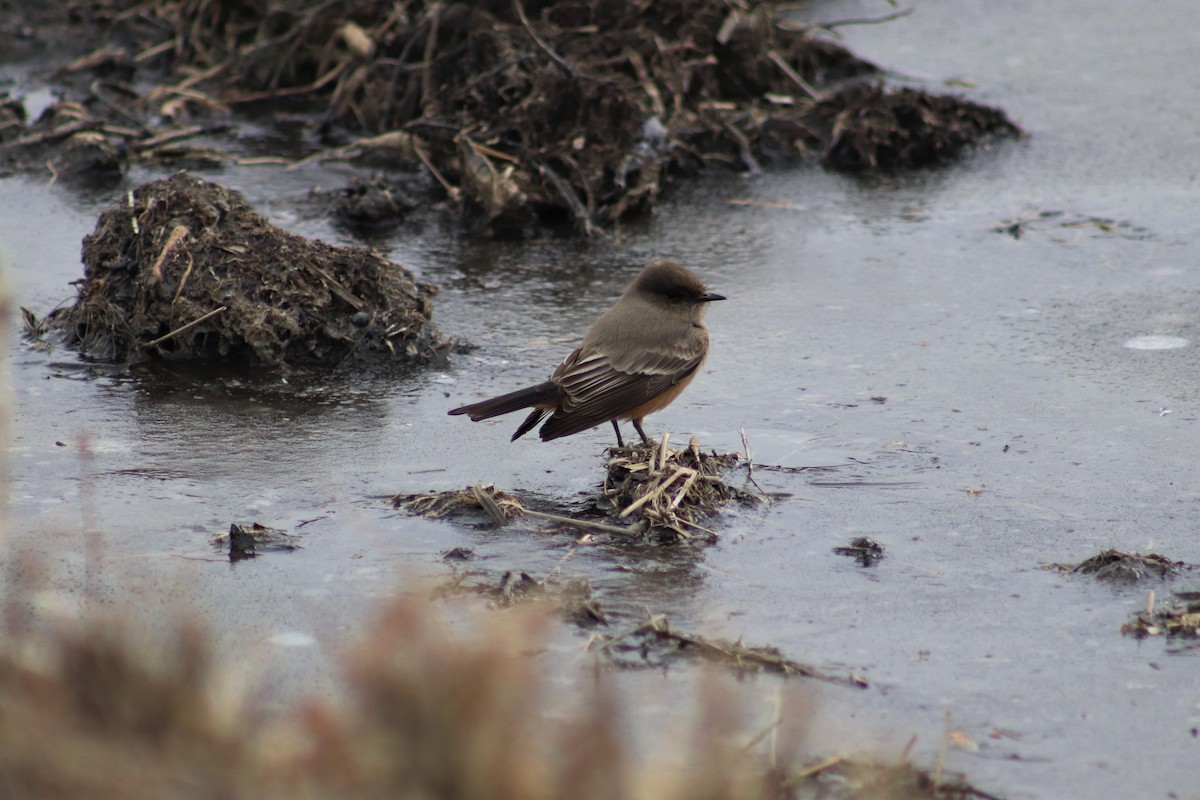 eBird Checklist - 29 Feb 2020 - Allen Brothers Marsh - 13 species