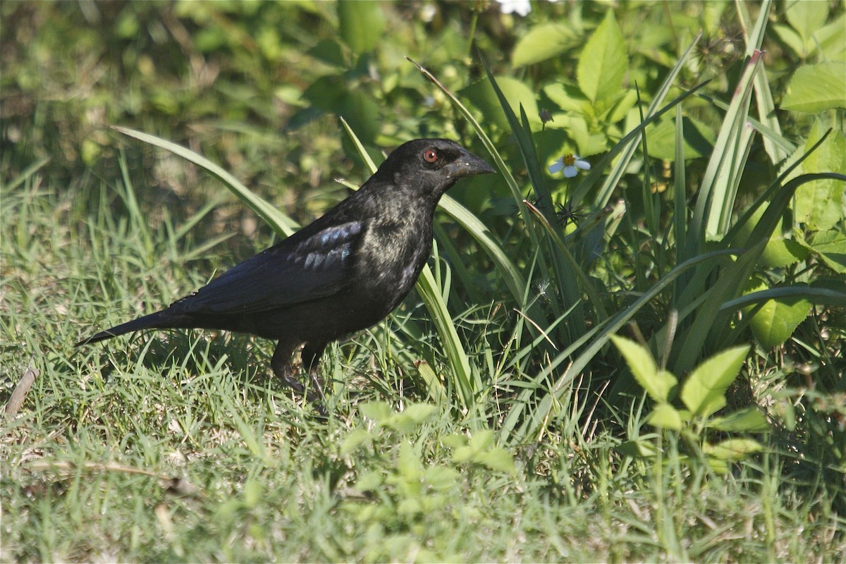 Bronzed Cowbird - ML21287871