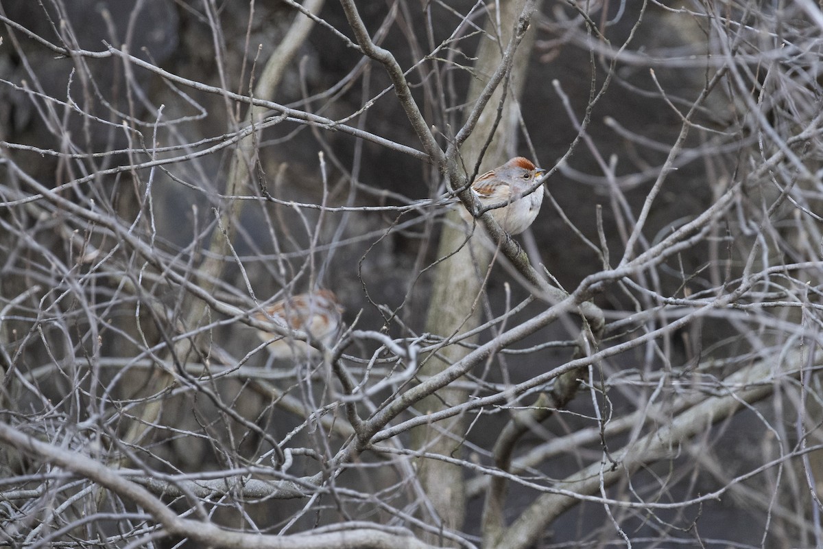 American Tree Sparrow - ML212878951