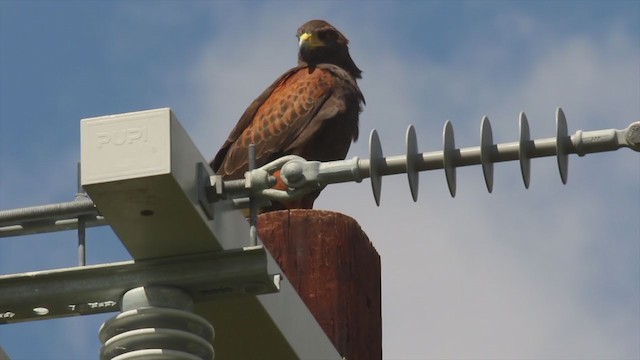 Harris's Hawk - ML212879331