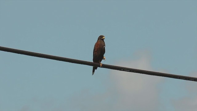 Harris's Hawk - ML212879461