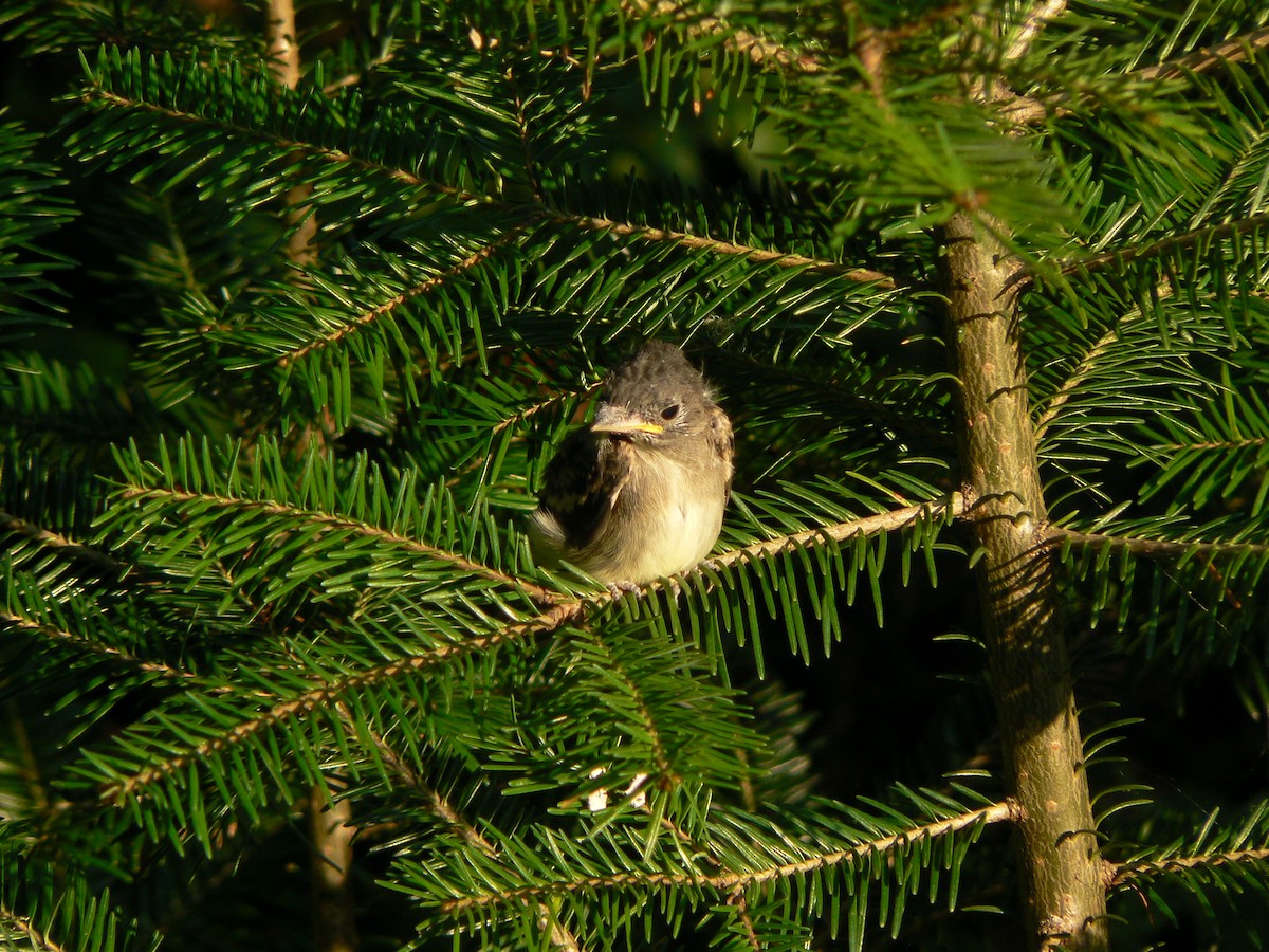 Eastern Wood-Pewee - ML212879961