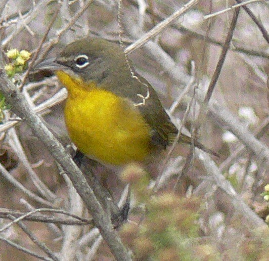 Yellow-breasted Chat - ML21288151