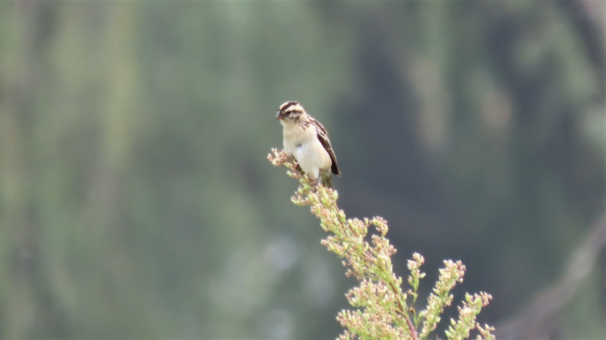 Pin-tailed Whydah - ML212882801