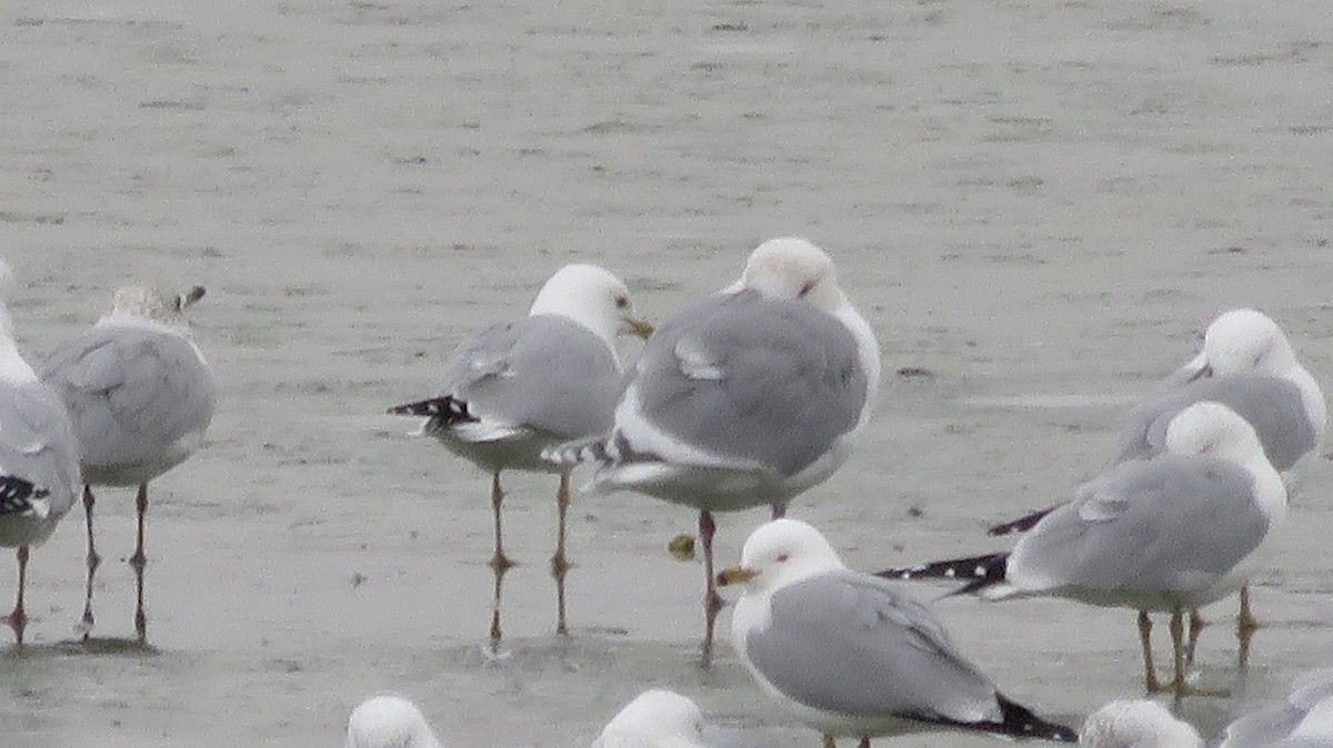 Glaucous-winged Gull - ML212883191