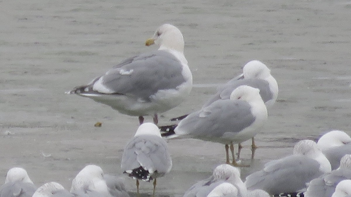 Goéland à ailes grises - ML212883211