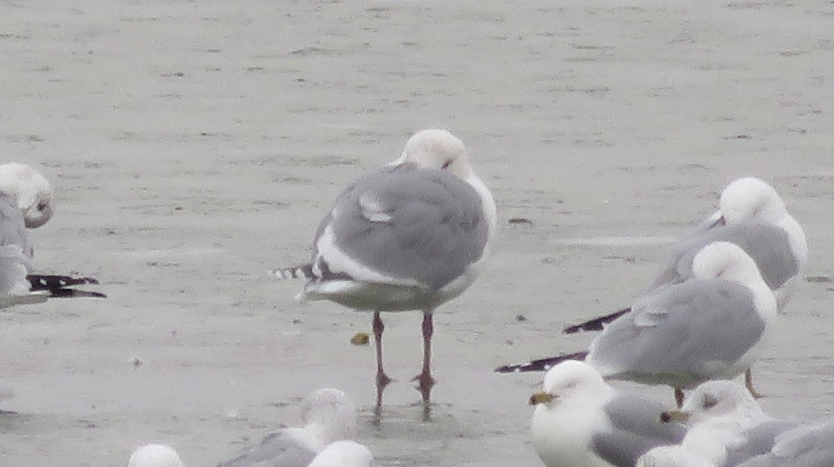 Glaucous-winged Gull - ML212883221