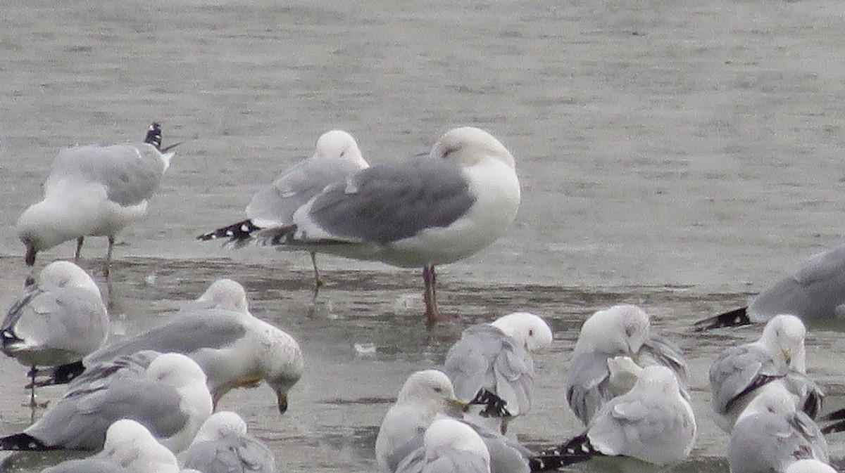 Glaucous-winged Gull - ML212883231