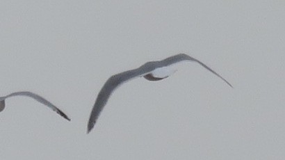 Glaucous-winged Gull - ML212883251