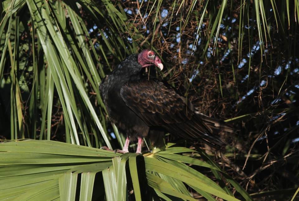 Turkey Vulture - Paul Marvin