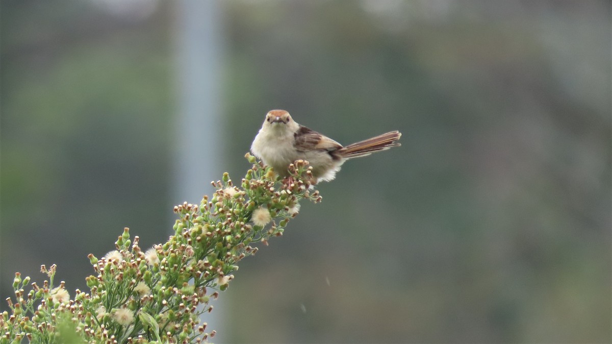 Levaillant's Cisticola - ML212883981