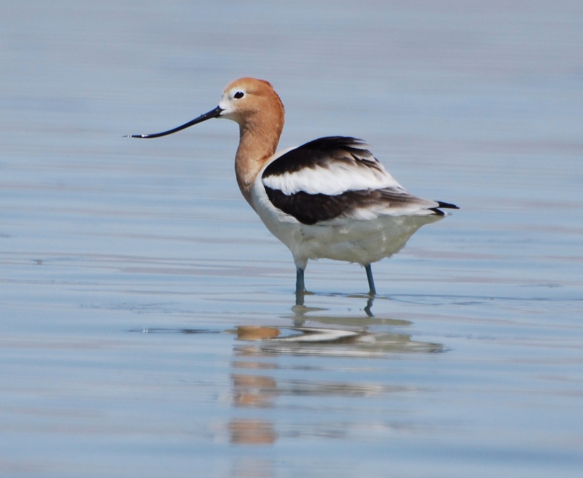 Avoceta Americana - ML212888181