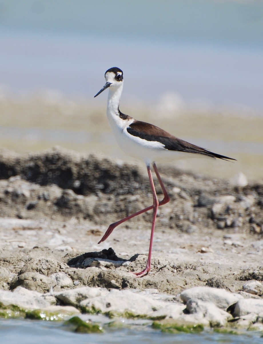 Black-necked Stilt - ML212888431