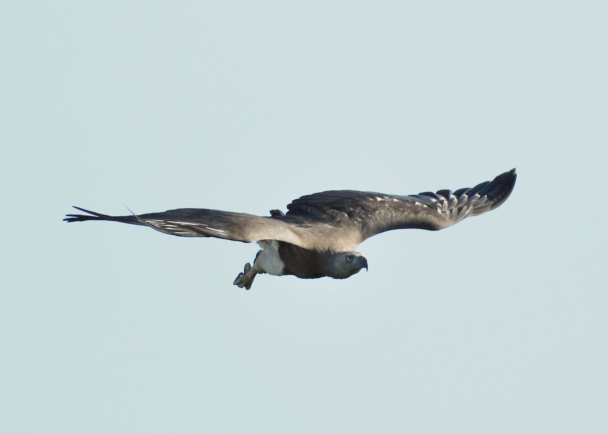 Gray-headed Fish-Eagle - ML212888571