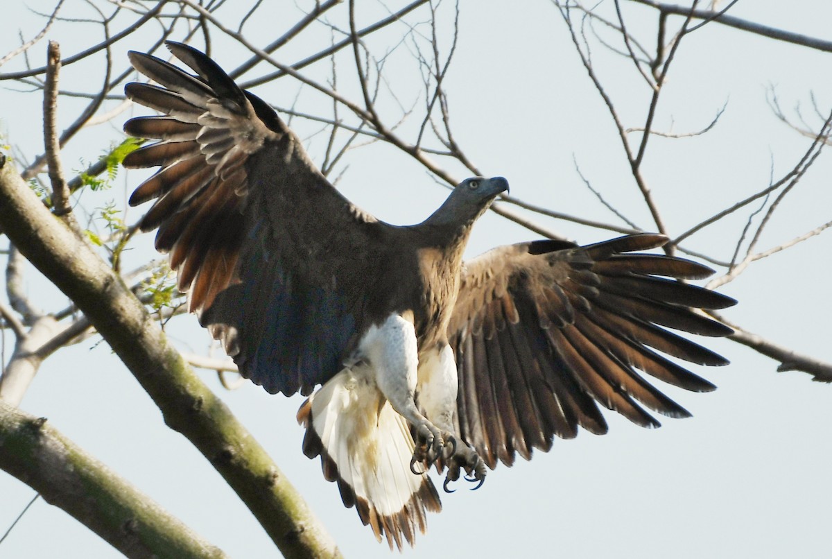 Gray-headed Fish-Eagle - ML212888591