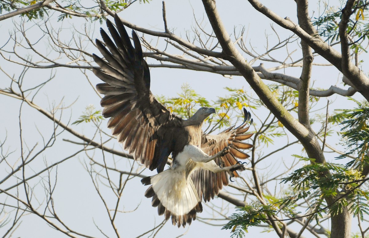 Gray-headed Fish-Eagle - ML212888611