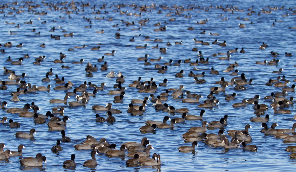 American Coot (Red-shielded) - T B