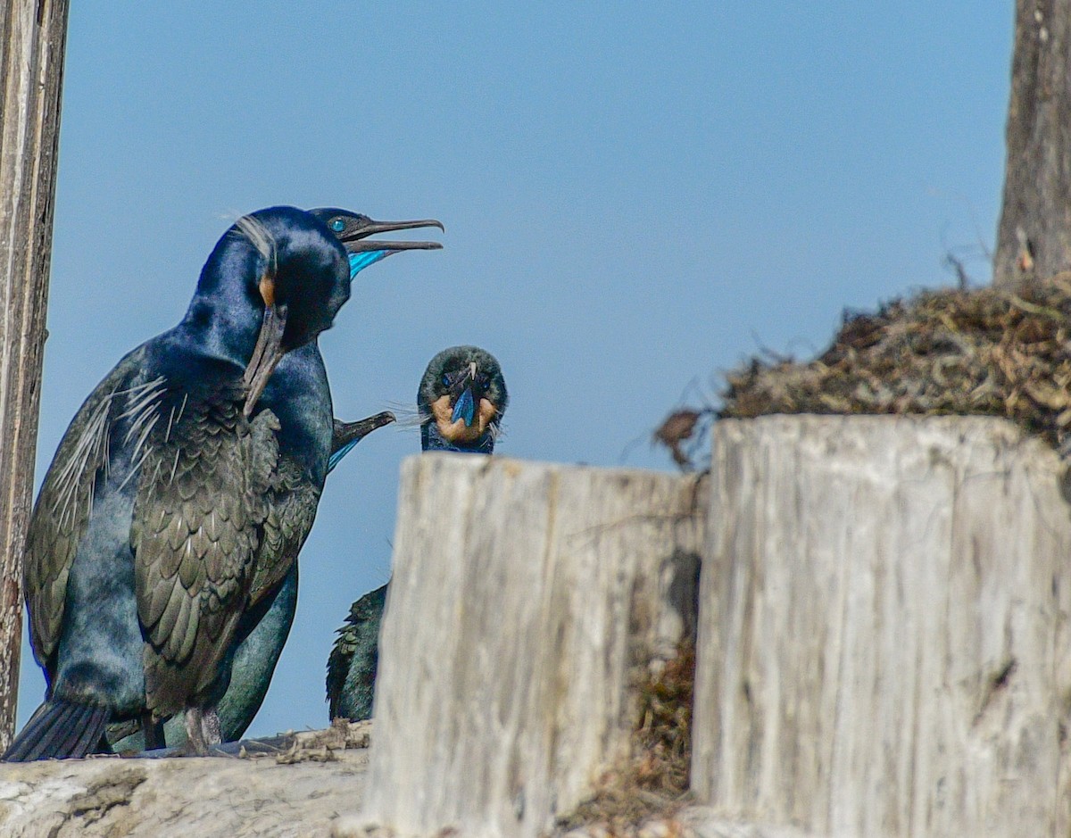 Brandt's Cormorant - ML212889851