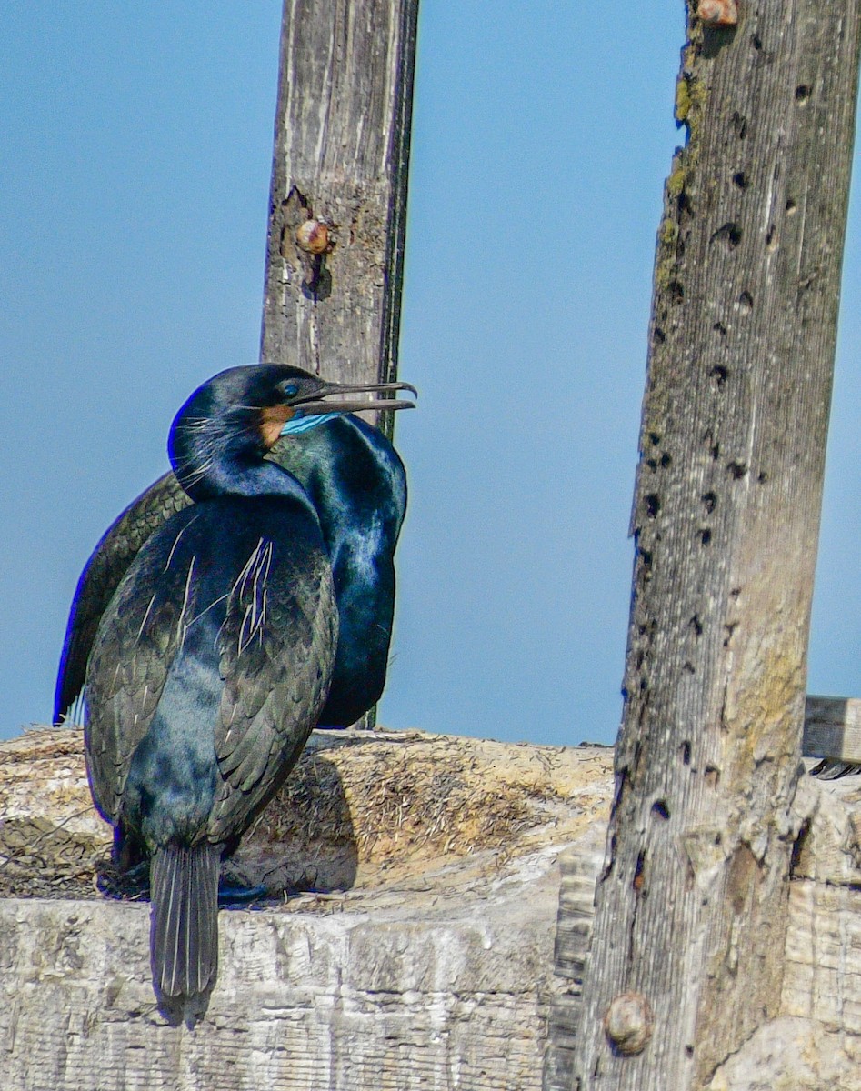 Brandt's Cormorant - ML212889871