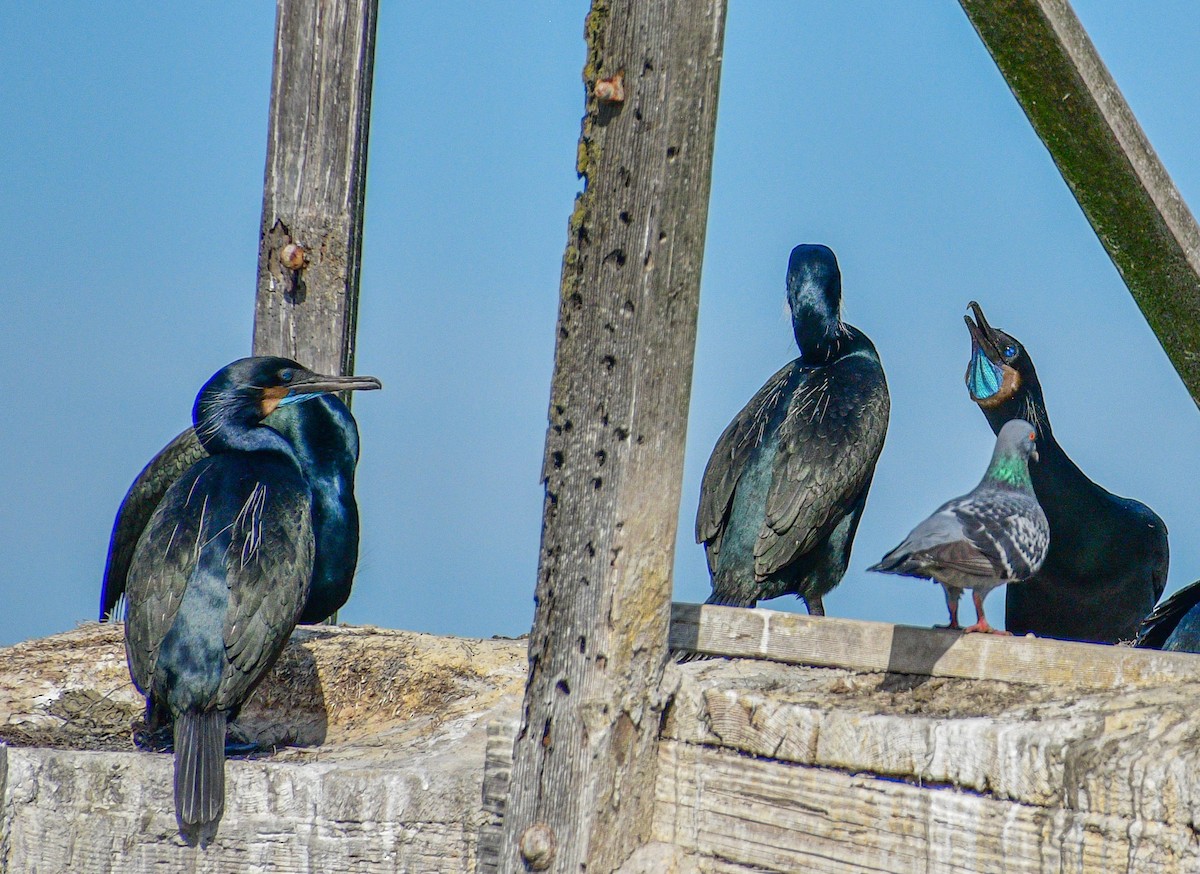 Brandt's Cormorant - ML212889921