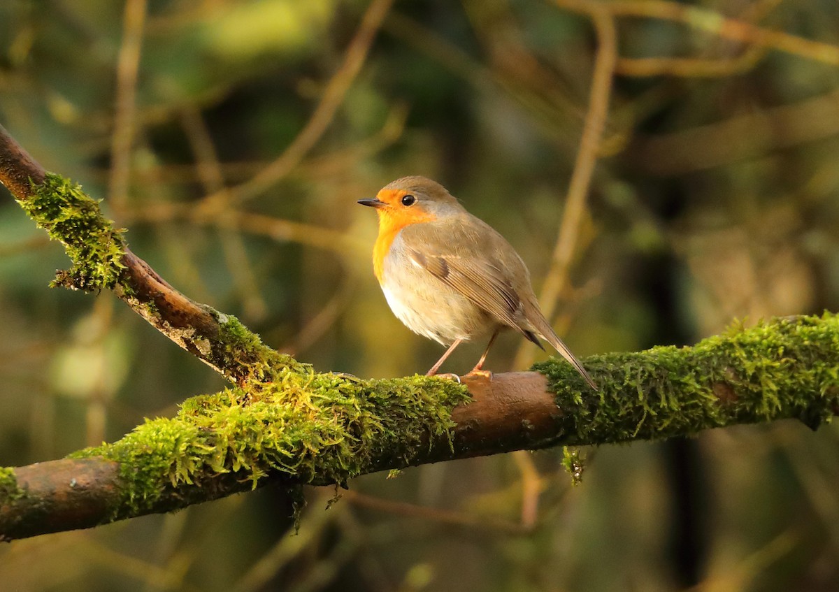 European Robin - Ly Lan Le Do