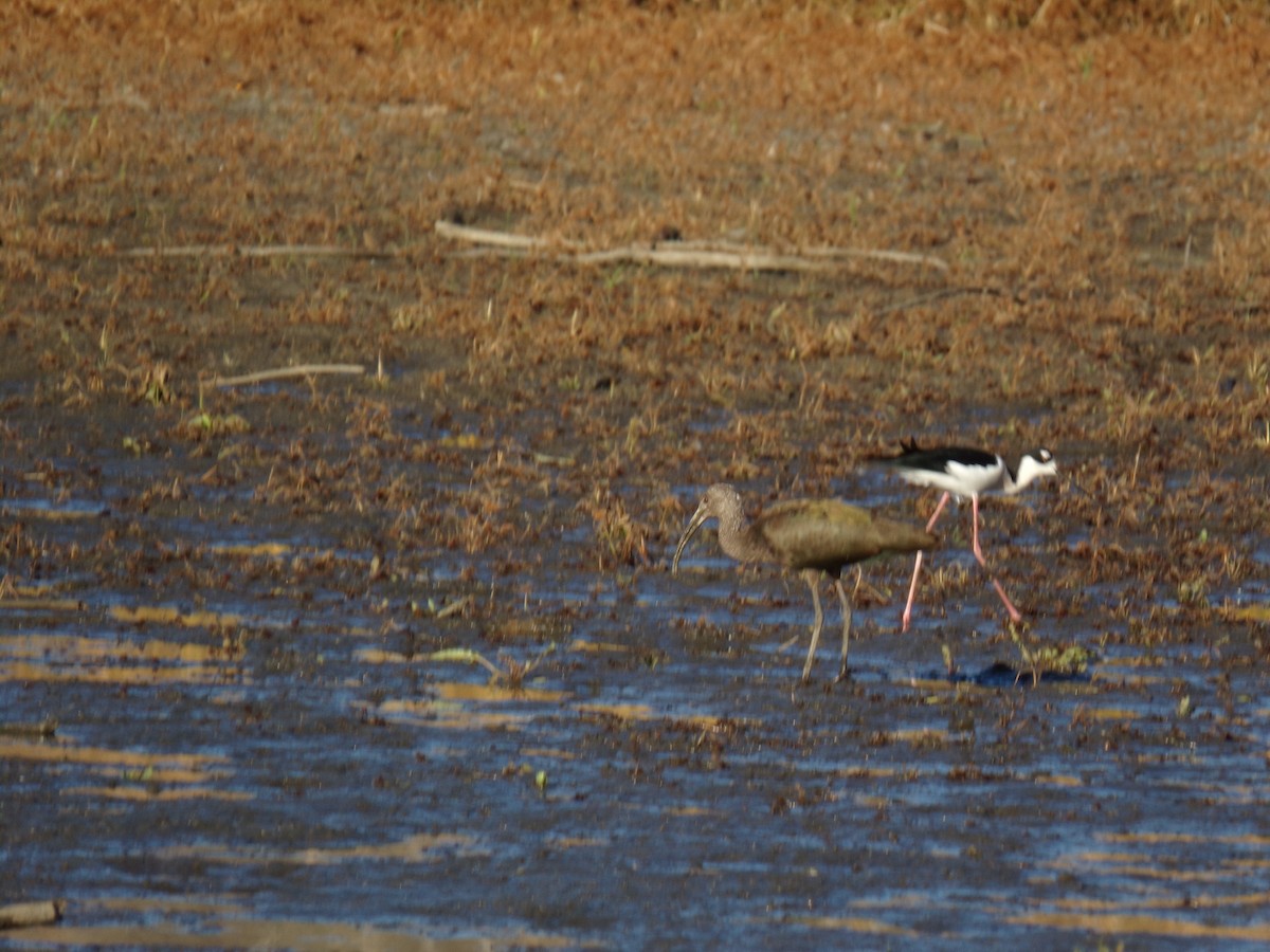 White-faced Ibis - Joshua Jaeger