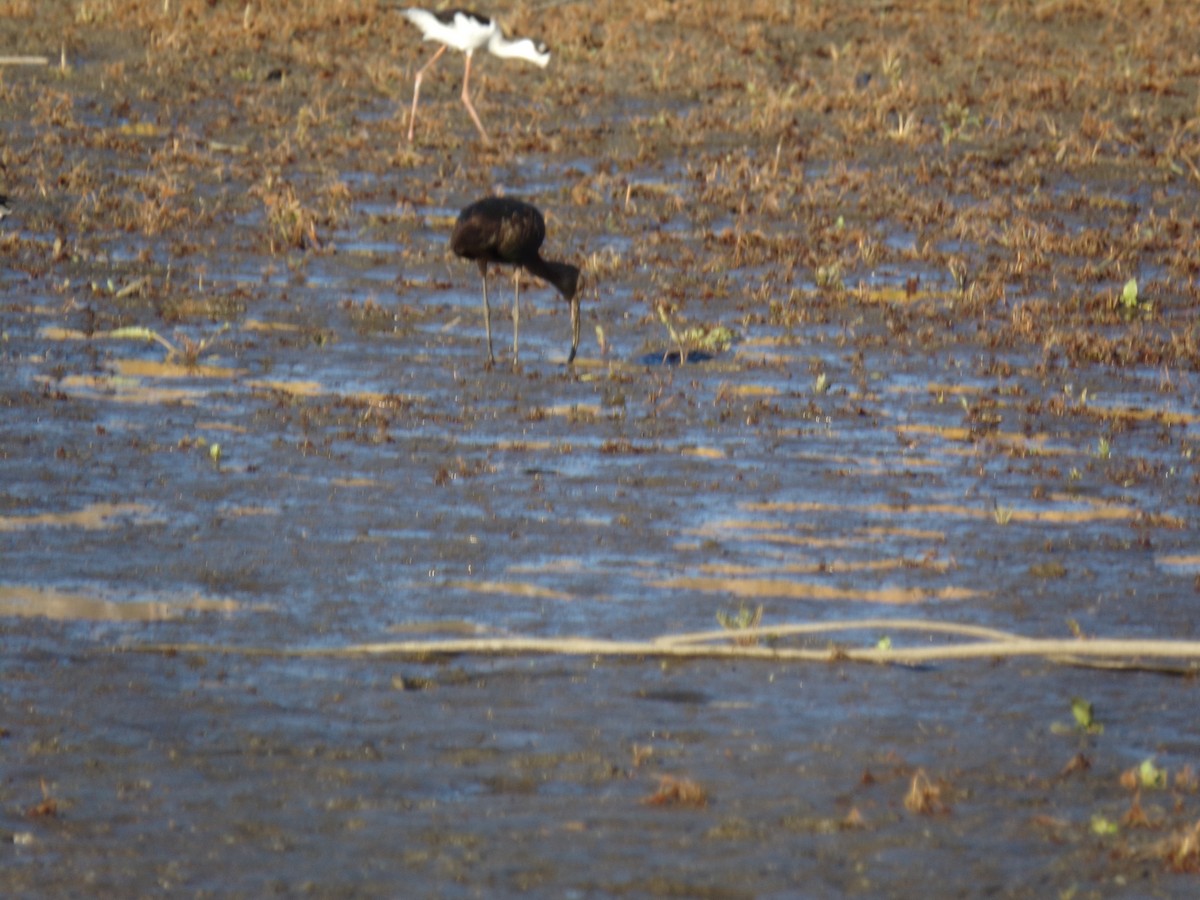 Ibis à face blanche - ML21289381