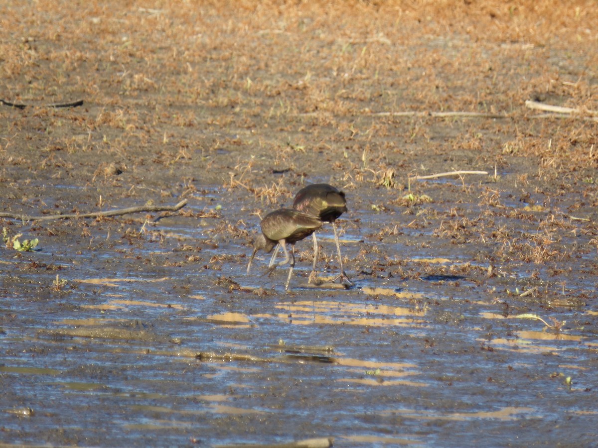 White-faced Ibis - ML21289391