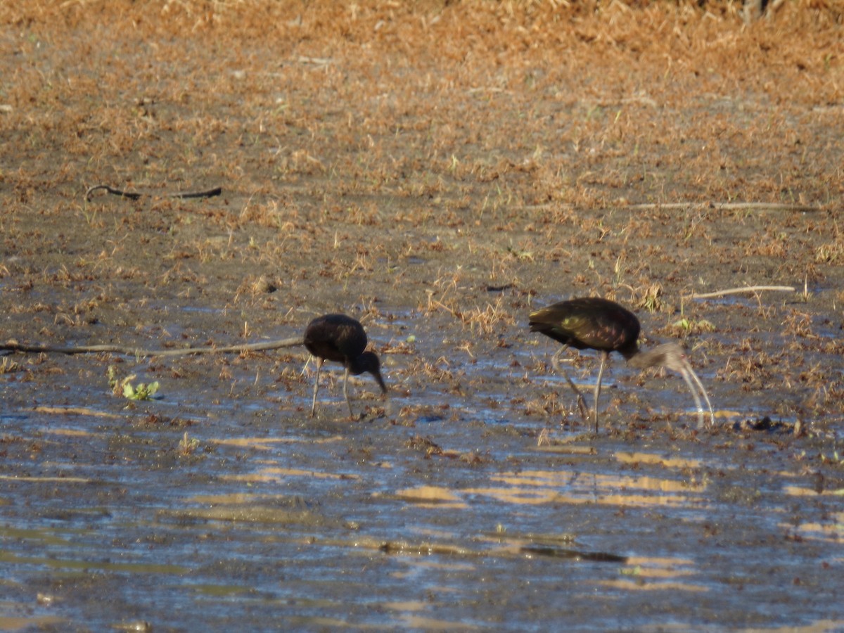 White-faced Ibis - Joshua Jaeger