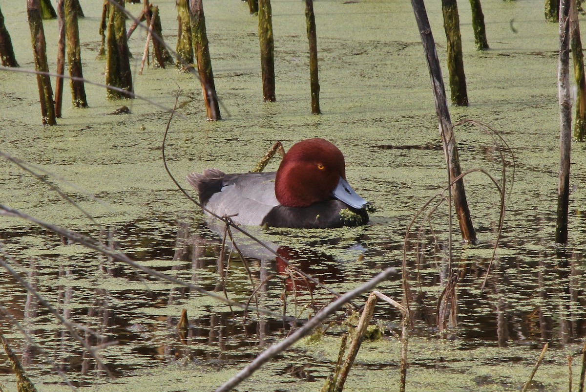 Fuligule à tête rouge - ML212895031