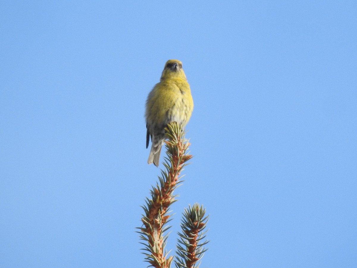 Red Crossbill - ML212897651